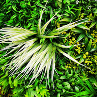 Artificial Deluxe Green Wall (100x100cm) - Year-Round Lush Greenery for UK Gardens & Events - No Upkeep!