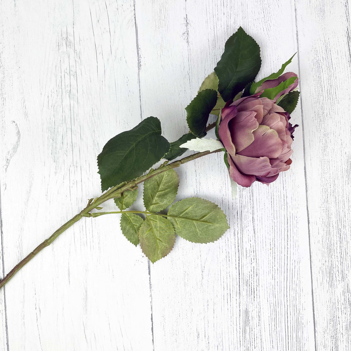 Dusty Pink Spray Rose Peony on white background.