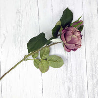 Dusty Pink Spray Rose Peony on white background.