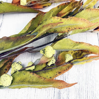 Silver Bell Autumn Eucalyptus Detail Bud