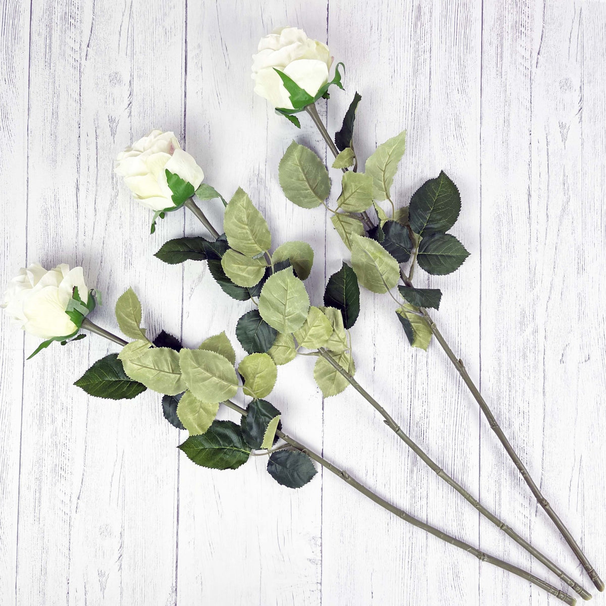 Traditional White Roses on white background.