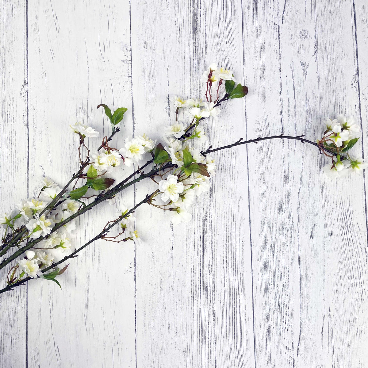 White Cherry Blossom Spray on white background
