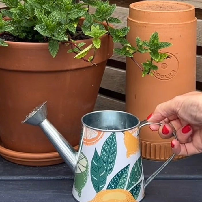 Orange Zest Watering Can Garden Accessory indoor outdoor - Cherish Home