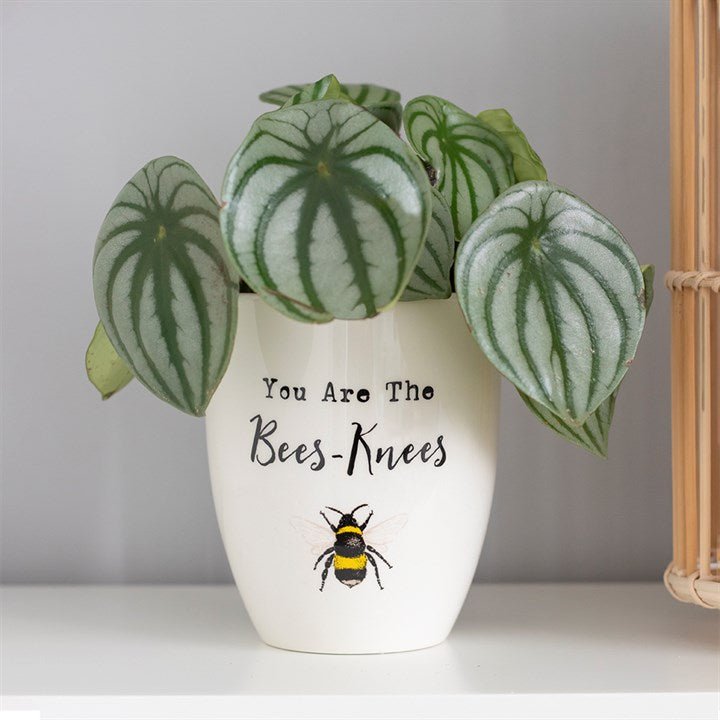 "The Bees Knees" Ceramic Plant Pot - Cherish Home