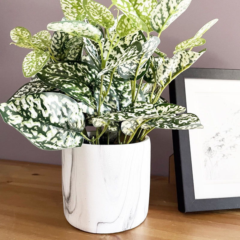 Variegated Green & White Nerve Plant with Photo frame