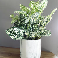 Variegated Green & White Nerve Plant in Pot Marble
