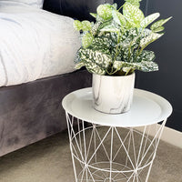 Variegated Green & White Nerve Plant on Bedside Tableable