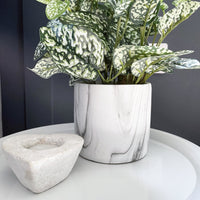 Variegated Green & White Nerve Plant next to Candle HOlder
