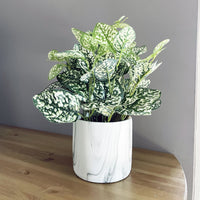 Variegated Green & White Nerve Plant on Table